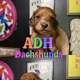 Otis - Dapple male Dachshund puppy in Coatesville, Indiana from ADH Dachshunds