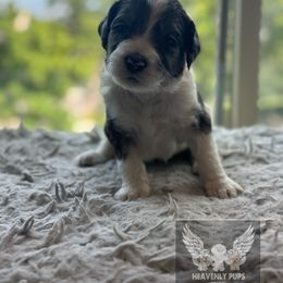 Truffle - Parti male Goldendoodle puppy in Duluth, Minnesota from heavenly Pups kennel