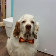 Clumber Spaniel All Grown Up from Casmirclumbers