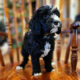 Leap - Black male Bernedoodle puppy in Pollock Pines, California from Ten Acre Wood Doodles