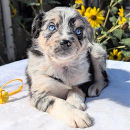 Luna (Yellow collar) - Blue merle female Australian Shepherd puppy in Coulee City, Washington from Mr and Mrs Doodle Farm
