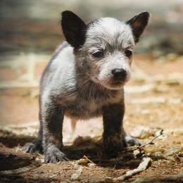 Smeagol (AKC) - Blue male Australian Cattle Dog puppy in Marana, Arizona from Impact 3rd Australian Cattle Dogs