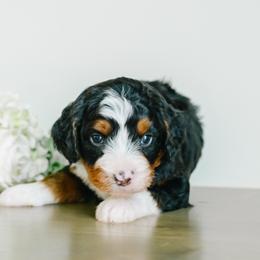 Caesar - male Australian Mountain Doodle puppy in Spanish Fork, Utah from K Brand Doodles