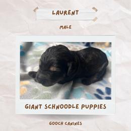 Schnoodle Puppies from Gooch Canines (Giant Schnoodles)