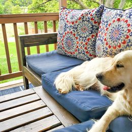 Golden Retriever All Grown Up from Bethany Hills Goldens