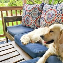 Golden Retriever All Grown Up from Bethany Hills Goldens