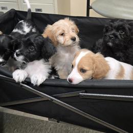 Cavalier King Charles Spaniels, Cavapoos, and Poodles from Far West Texas Oodles of Cavi's & Cavoodles