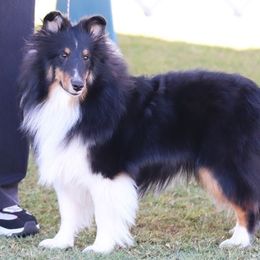 Shetland Sheepdogs from Abbeyglen Shelties