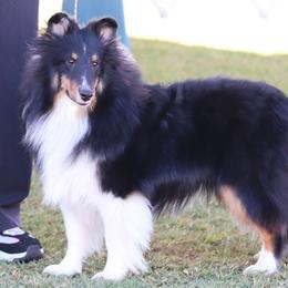 Shetland Sheepdogs from Abbeyglen Shelties