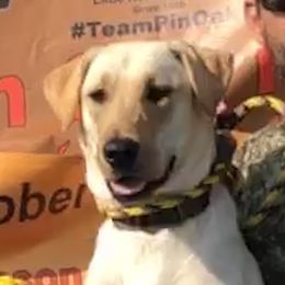 Willow - Labrador Retriever