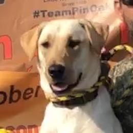 Willow - Labrador Retriever