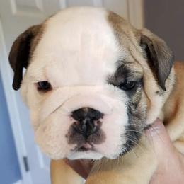 Bulldogs and French Bulldogs from Dogheaven