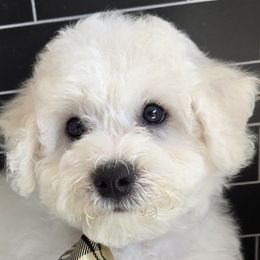 Grayson (Collar change)- AKC Bichon Frise CH bloodlines - White and buff male Bichon Frise puppy in Upland, California from IDREAMOFPUPPIES