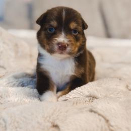 Moose AKC - Red tri-color male Australian Shepherd puppy in Polk City, Florida from Skaky Shepherds