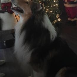 Collies and English Springer Spaniels from Briarcreek