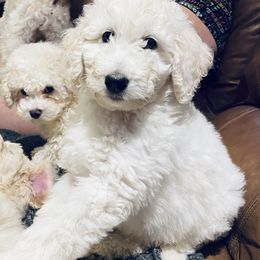 Aussiedoodles and Goldendoodles from Double A’s Poodes and Doodles