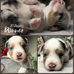 (2) Donner, BMM - Blue merle male Miniature American Shepherd puppy in Huntington, Texas from JKKJ Farms