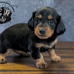 Raven - Black and tan female Dachshund puppy in Fultonville, New York from Sandy Aussies, Mini Dachshunds & Pomeranians