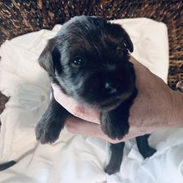 Boy 1 - Liver male Miniature Schnauzer puppy in Pensacola, Florida from Reservoir Dogs