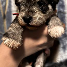Evie - Salt and pepper female Miniature Schnauzer puppy in Frankford, Delaware from Miniature Schnauzers of Delmarva