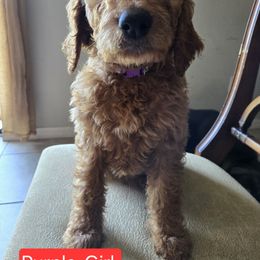 Goldendoodle Puppies from Miriam Williams