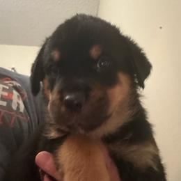 Gray boy - Black and mahogany male Rottweiler puppy in Colorado Springs, Colorado from Von Locher Rotties