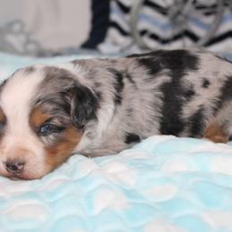 Cleo - Blue merle male Aussiedoodle puppy in Arthur, Illinois from Perfect Pugs