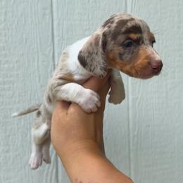 Dachshund puppies from Dixie Chic Frenchies & Dachshunds