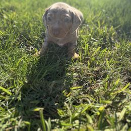 Emma - Dapple female Dachshund puppy in Anaheim, California from SoCal Mini Dachshunds