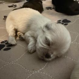 Jax - Cream and white male Shih Tzu puppy in Reddell, Louisiana from TINYSHIHTZUFURU