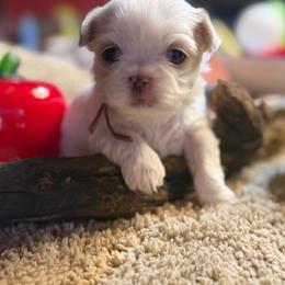 Elizabeth - White female Shih Tzu puppy in West Helena, Arkansas from Chateau Shih Tzus