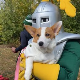 American Corgi and Pembroke Welsh Corgi Puppies from Beebe’s Corgis