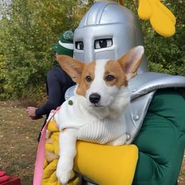 American Corgi and Pembroke Welsh Corgi Puppies from Beebe’s Corgis