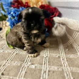 AKC Knuckles - Brindle and white male Shih Tzu puppy in Elgin, South Carolina from Silver Bells Paw Prints