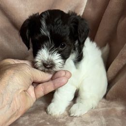 Swiss Miss - Chocolate female Havanese puppy in Maryville, Missouri from Dreamworks Havanese