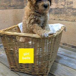 Bells - Apricot female Goldendoodle puppy in Cambridge, Minnesota from Country Meadow Doodles
