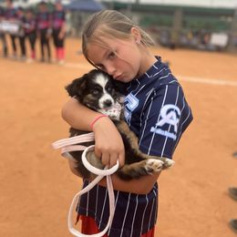 Girl 1 - Black tri female Toy Australian Shepherd puppy in Greensboro, North Carolina from Rambling L Toy& Mini Aussies