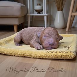 Jingle - Red male Cavapoo puppy in Lavon, Texas from Magnolia Prairie Doodles