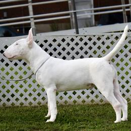 Bengie - White male Bull Terrier puppy in Cincinnati, Ohio from HP BULL’S