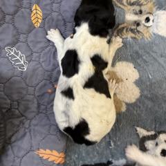 Girl 2 - female Newfypoo puppy in San Antonio, Texas from Mammoth Doodles