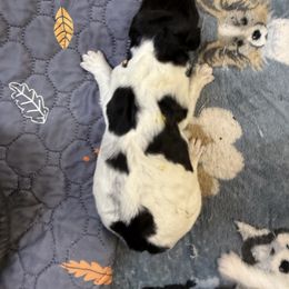 Girl 2 - female Newfypoo puppy in San Antonio, Texas from Mammoth Doodles