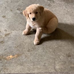 Golden Retriever Puppies from Lake Champlain Goldens
