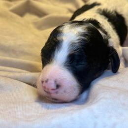 Gomez - Parti male Goldendoodle puppy in Saint Louis, Missouri from Jax Doodles