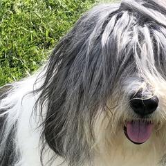 Polish Lowland Sheepdogs from Zielonagora PONs