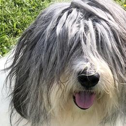 Polish Lowland Sheepdogs from Zielonagora PONs