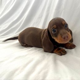 Girl 2 - Chocolate and tan female Dachshund puppy in Silver Springs, Florida from DeMarsh's Dachshunds