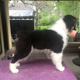 Australian Shepherd Puppies from Highline