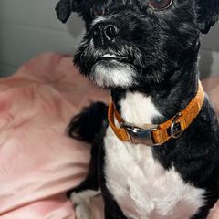 Shichons from Nicole's Shichons
