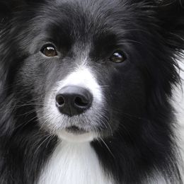 Border Collies from Element Border Collies