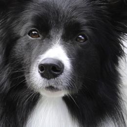 Border Collies from Element Border Collies
